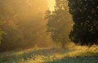 Scenic-View;Scenics;Sunlight;Sunrise;Summer;Spring;Oneness;Plants;Trees;Tree;Gra